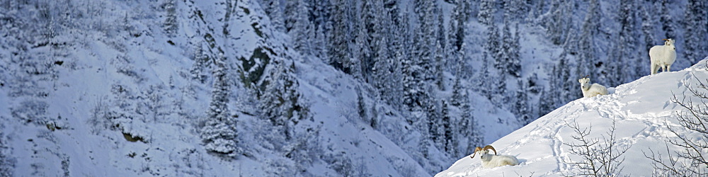 Dall Sheep (Ovis montana) Sheep Mountain, Kluane National Park, Yukon