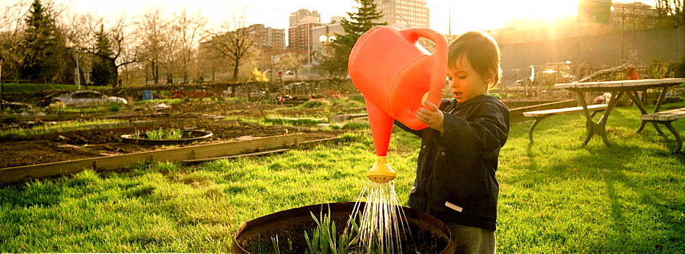 Toddler playing at a Municipal Community Gardens with a Watering Can, Montreal, Quebec