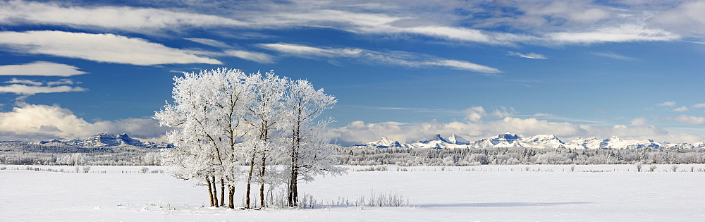 Pasture and Aspen trees in winter with the Canadian Rockies in the background along the Horse Creek Road near Cochrane Alberta