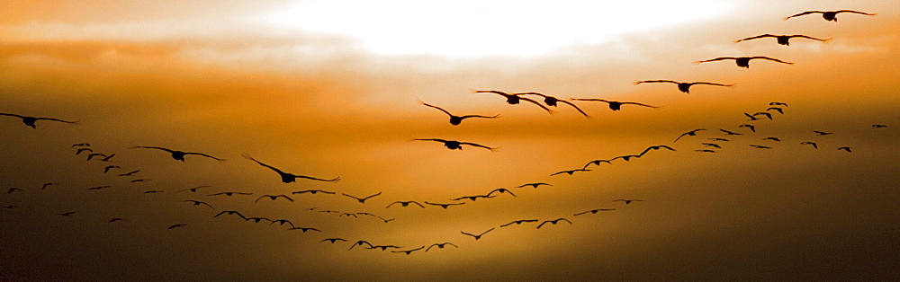 Flock of Geese Flying into Sunset, Saskatoon, Saskatchewan