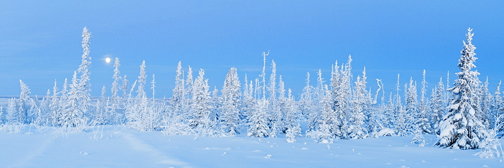 Boreal forest with areas burnt in fire, Dempster Highway, Yukon