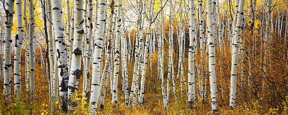 Colorado, Steamboat, Aspen tree trunks in grove, yellow autumn leaves.