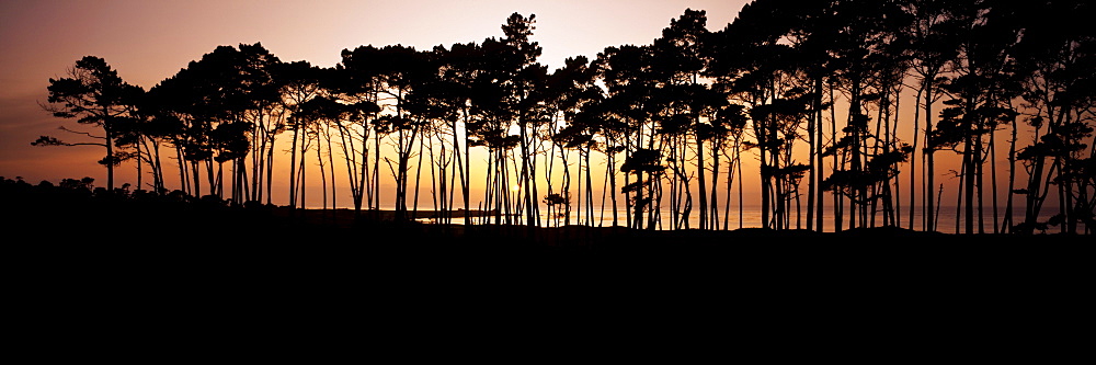 California, View of Spanish Bay from Seventeen mile drive, Line of trees on shoreline silhouetted at sunset.