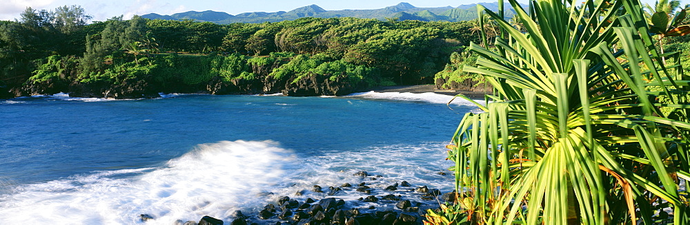 Hawaii, Maui, Hana, Waianapanapa State Park, Black Sand beach, Lauhala tree in foreground.