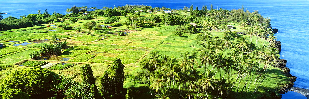 Hawaii, Maui, Hana, Keanae Peninsula, Coconut palms and taro patches near ocean.