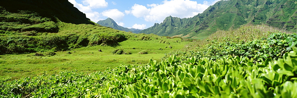 Hawaii, Oahu, Koolau Mountains, Lush greenery in foreground.