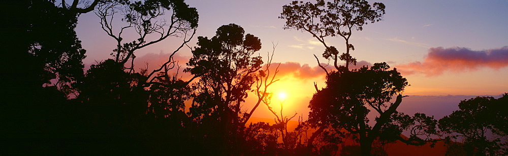 Hawaii, Kauai, Kalalau Valley, lehua trees silhouetted at sunset, pink orange clouds, golden sunball.