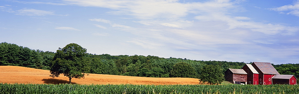 Red barns stand next to contour fields of maturing corn and cut wheat in upstate New York, trees and partly cloudy skies in the background, Coxsackie, New York, United States of America