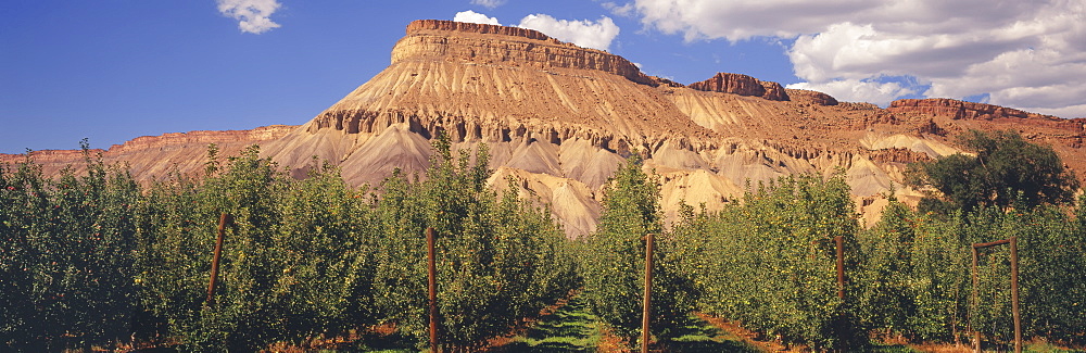 Trellised ripening Gala apple tree orchard in late summer, classic Colorado red mesa and partly cloudy skies in the background, Grand Junction, Colorado, United States of America