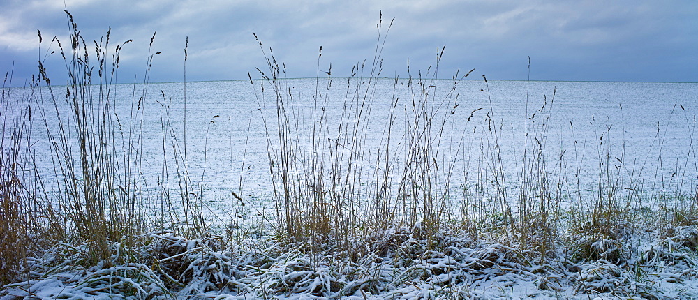 Winter scene field and grasses in frosty weather, The Cotswolds, UK