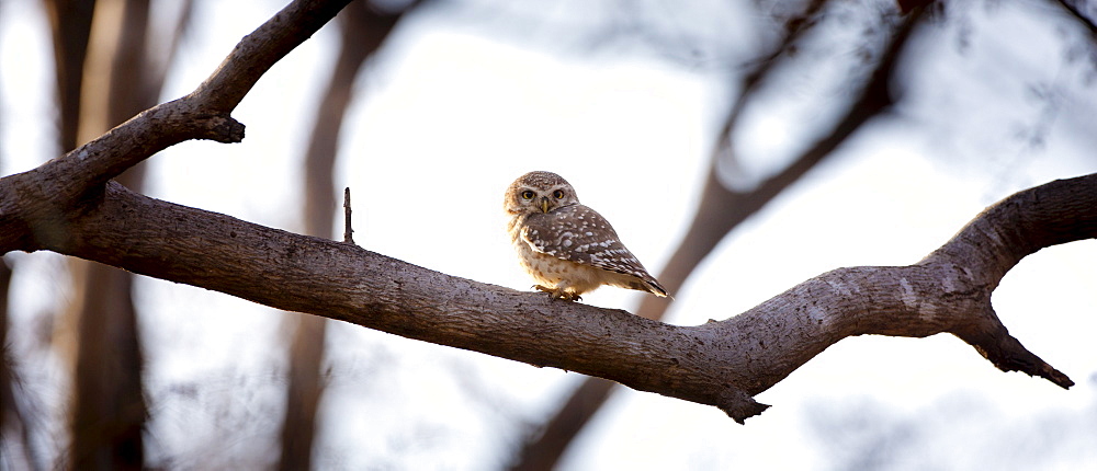 Spotted Owl bird, Athene brama, in Ranthambhore National Park, Rajasthan, Northern India