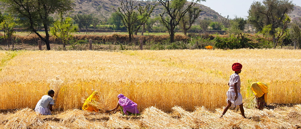 Barley crop being harvested by local agricultural workers and the farmer wearing turban in fields at Nimaj, Rajasthan, Northern India