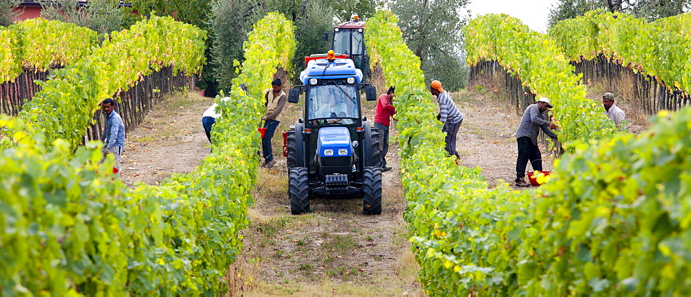 Ripened Brunello grapes, Sangiovese, being harvested at the wine estate of La Fornace at Montalcino in Val D'Orcia, Tuscany, Italy