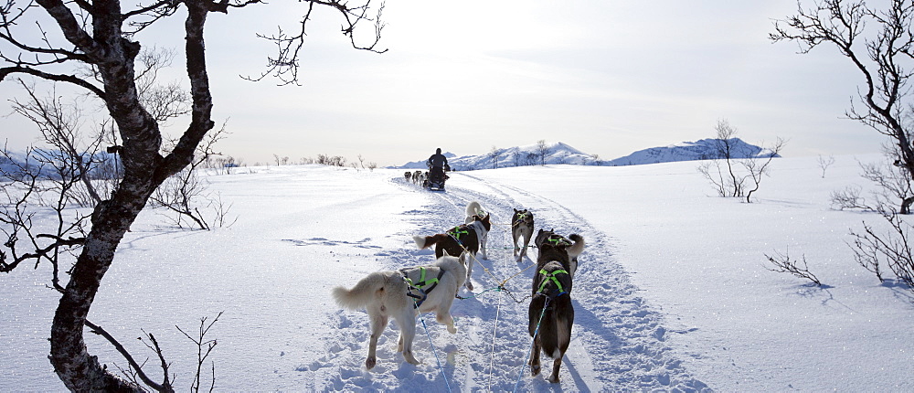 Alaskan Huskies dog-sledding at Villmarkssenter wilderness centre on Kvaloya Island, Tromso in Arctic Circle, Northern Norway