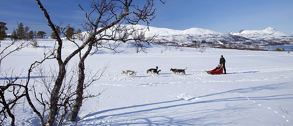 Alaskan Huskies dog-sledding at Villmarkssenter wilderness centre on Kvaloya Island, Tromso in Arctic Circle Northern Norway