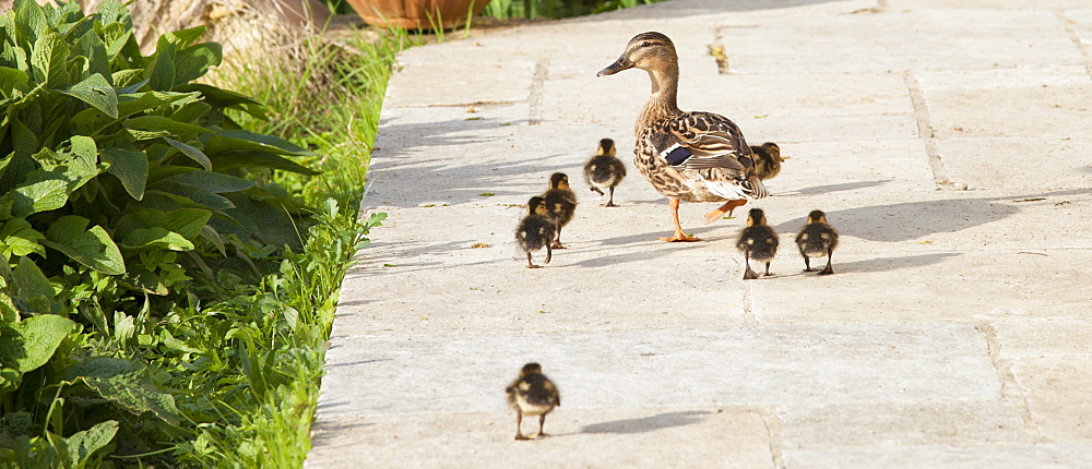 Female mallard duck with new ducklings, Anas platyrhynchos, strolling on garden patio in springtime at Swinbrook, the Cotswolds, UK