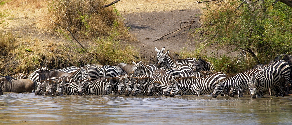 A herd of Common Plains Zebra (Grant's) drinking,  Grumeti, Tanzania