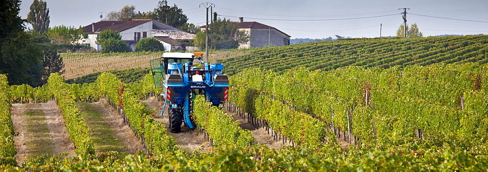 Wine harvest, the vendange, of Merlot grapes by vine tractor at Chateau Fontcaille Bellevue, in Bordeaux region of France