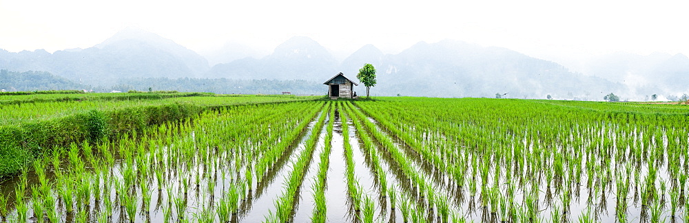 Small hut in the middle of Padi field in Sumatra, Indonesia, Southeast Asia