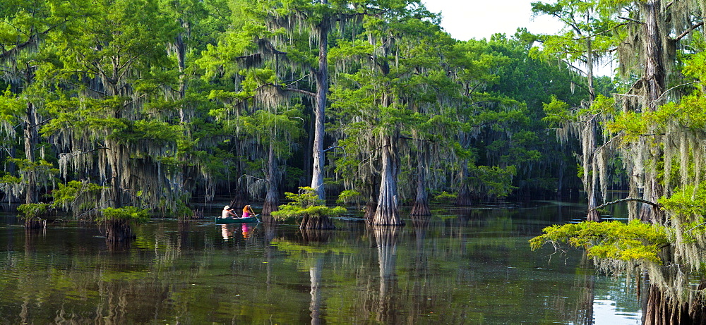 Caddo Lake, Texas, United States of America, North America