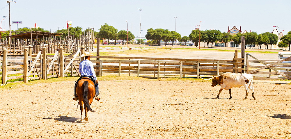 Cowboy in Fort Worth Stockyards, Texas, United States of America, North America