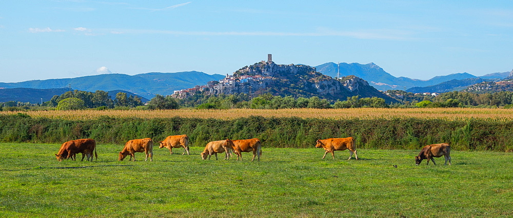 Cattle in field in Posada, Nuoro, Sardinia, Italy, Europe