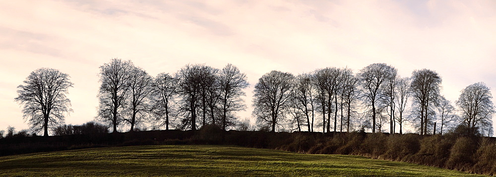 Bare trees on a ridge across a field at sunset, Bourton on the Hill, Gloucestershire, England, United Kingdom, Europe