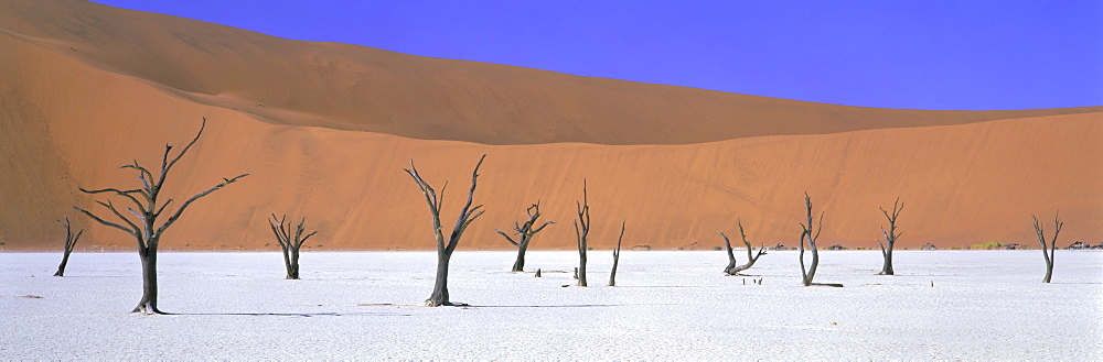 Panoramic view of dead trees and orange sand dunes, Dead Vlei, Namib Desert, Namibia, Africa