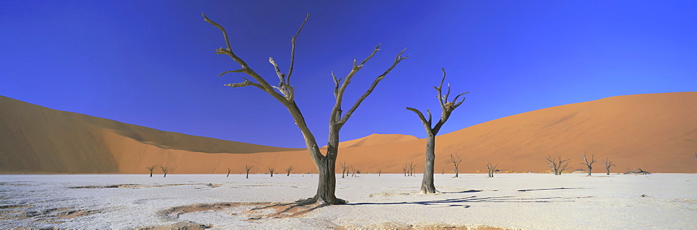 Panoramic view of dead trees and orange sand dunes, Dead Vlei, Namib Desert, Namibia, Africa