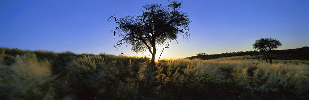 Trees in silhouette, Namib Rand, Namib Desert, Namibia, Africa