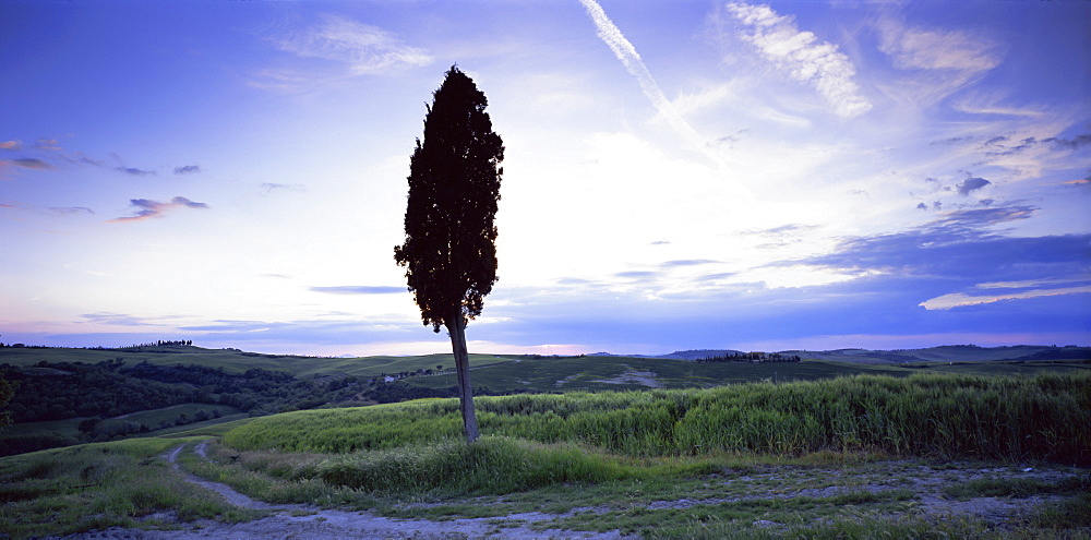 Tree in silhouette near San Quirico d'Orcia, Tuscany, Italy, Europe