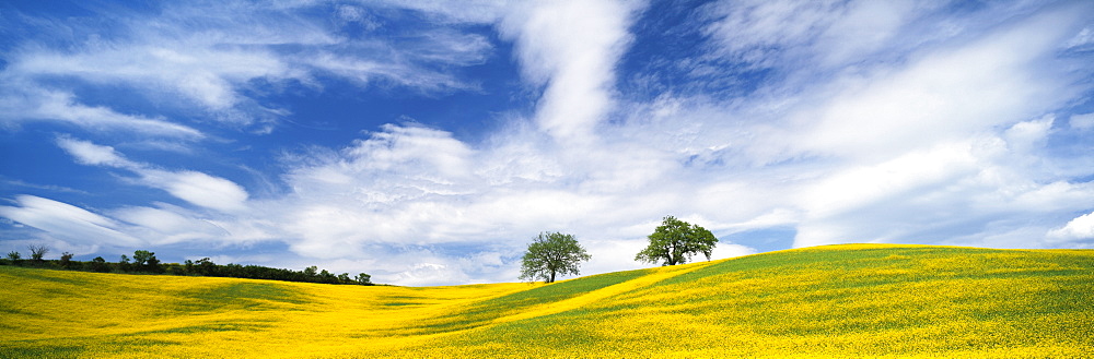 Two trees in oil seed rape field, near San Quirico d'Orcia, Tuscany, Italy, Europe