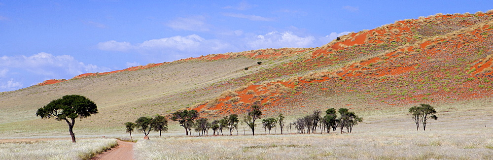 Panoramic view showing trees and grass-covered orange sand dunes, Namib Rand game reserve, Namib Naukluft Park, Namibia, Africa