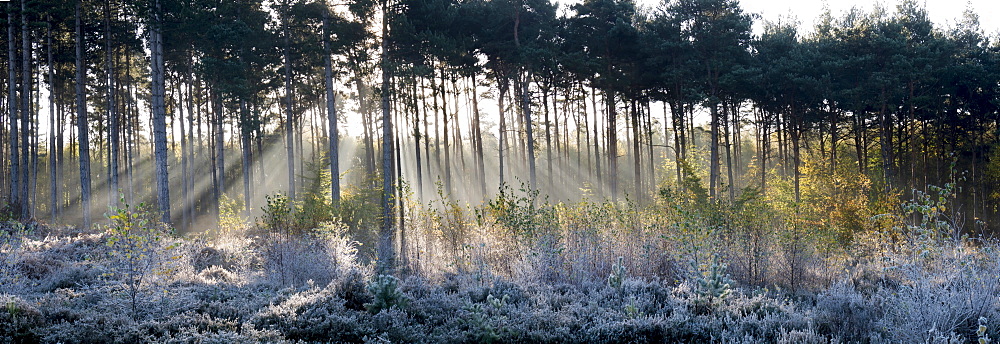 Forest sunbeams panorama, Surrey, England, United Kingdom, Europe