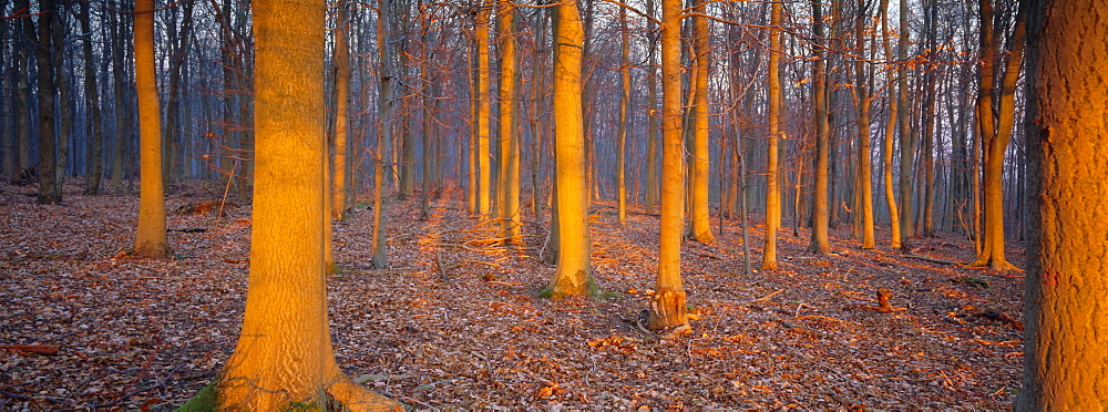 Winter woodland, England, UK, Europe