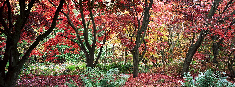 Winkworth Arboretum, Surrey, England, United Kingdom, Europe