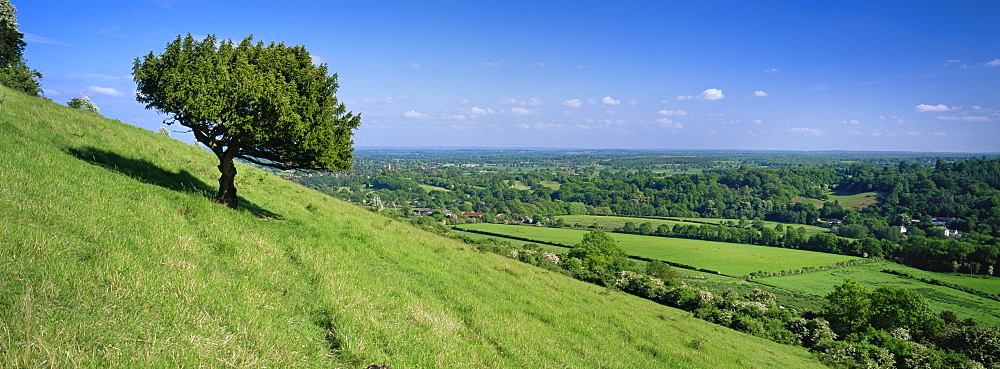 Summer view south with box tree from Box Hill, North Downs, Surrey Hills, Surrey, England, United Kingdom, Europe