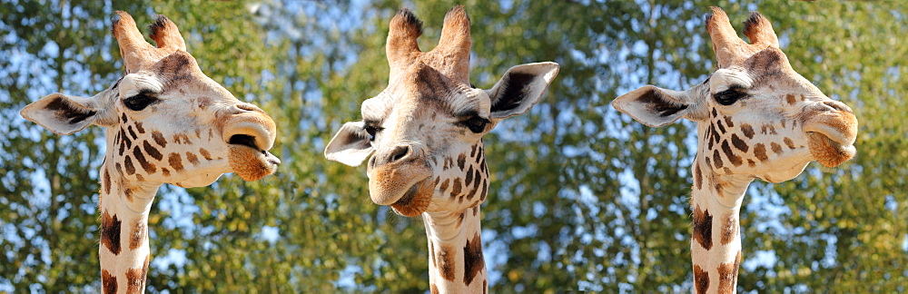 Species of giraffe has nine subspecies, in captivity, United Kingdom, Europe