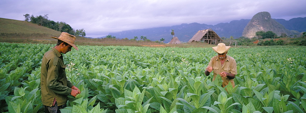 Tobacco harvest, Vinales Valley, Pinar Del Rio province, Cuba, West Indies, Central America