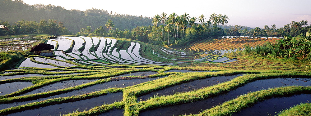 Agricultural landscape of rice fields and terraces, central area, island of Bali, Indonesia, Southeast Asia, Asia