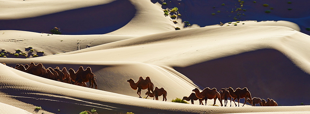 Bactrian camels, Badain Jaran Desert, Gobi Desert, Inner Mongolia, China, Asia