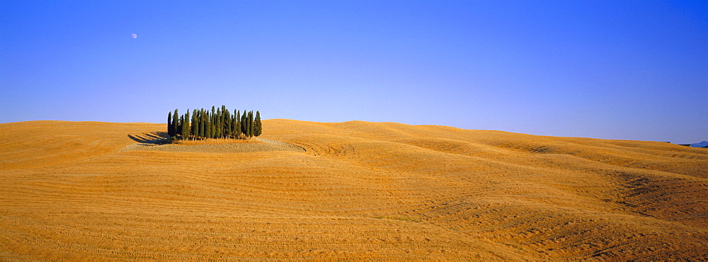 Copse of Cypress trees, Orcia Valley, Siena region, Tuscany, Italy 