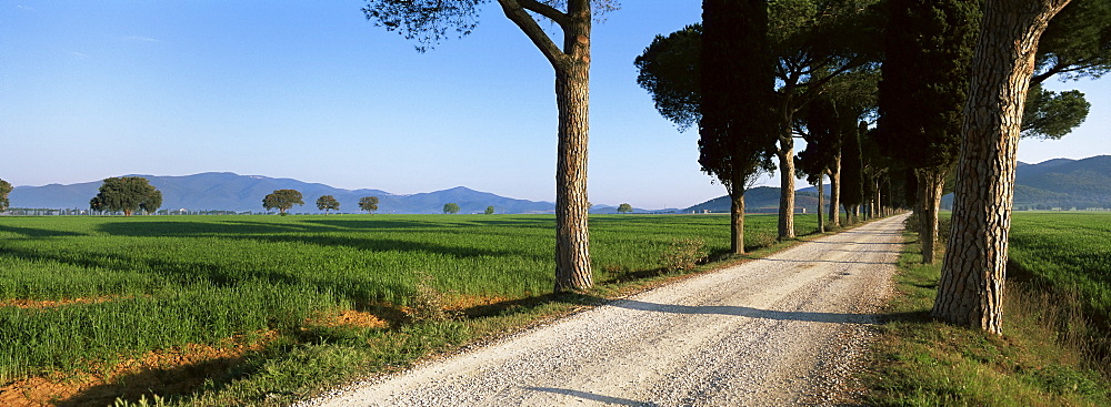 Parasol prines and cypress trees, Grosseto province, Tuscany, Italy, Europe