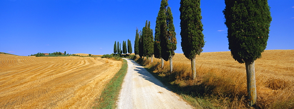 Road running through open countryside, Orcia Valley, Siena region, Tuscany, Italy 