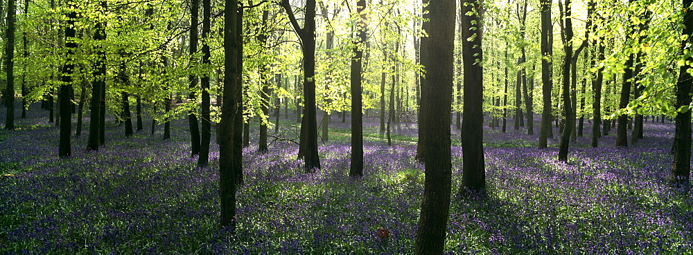 Bluebells and beech woodland in April, Buckinghamshire, England, United Kingdom, Europe