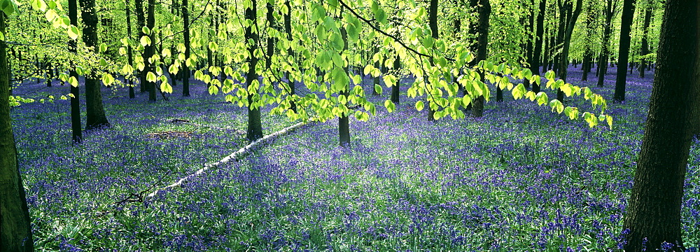 Bluebells and beech woodland in April, Buckinghamshire, England, United Kingdom, Europe