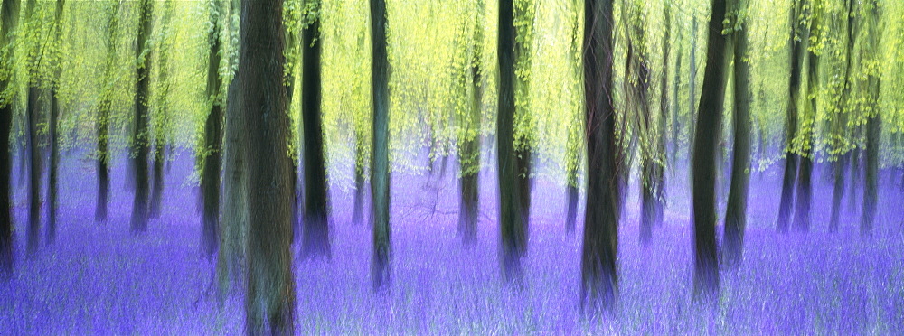 Bluebells and beech woodland in April, Buckinghamshire, England, United Kingdom, Europe