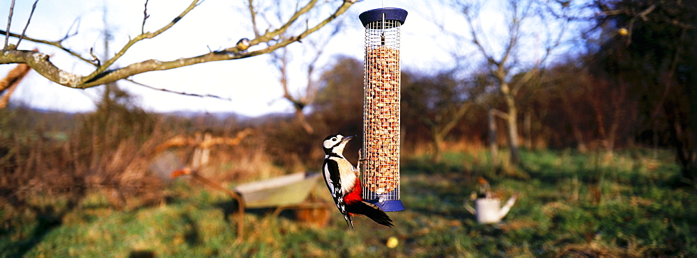 Great spotted woodpecker (Dendrocopos major), on nut feeder in garden, Kent, England, United Kingdom, Europe