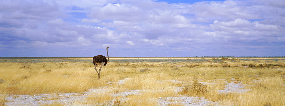 Ostrich, Etosha National Park, Namibia, Africa