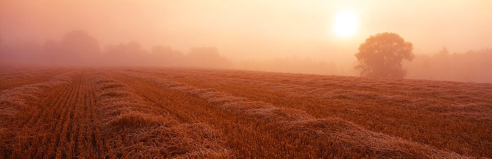 Sunrise Field Sweden